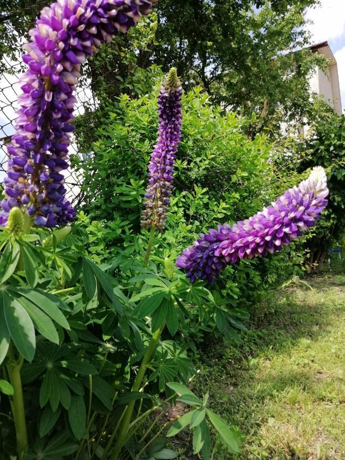 Mv Apartamenty Komfort Augustów Dış mekan fotoğraf