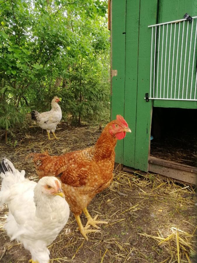 Mv Apartamenty Komfort Augustów Dış mekan fotoğraf